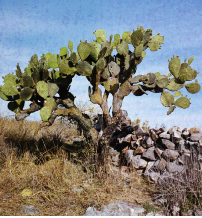 ANN- COLECCION EL ARTE HUICHOL